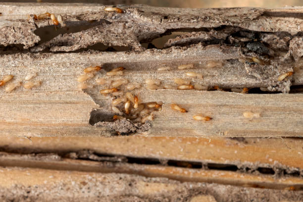 Best Affordable Pest Control Services  in Pine Level, NC