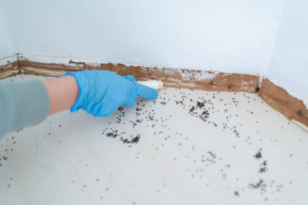 Best Ant Control Services  in Pine Level, NC